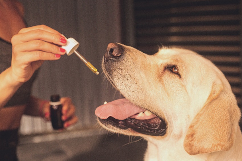 What is the Positive Impact of CBD Oil For Pets?