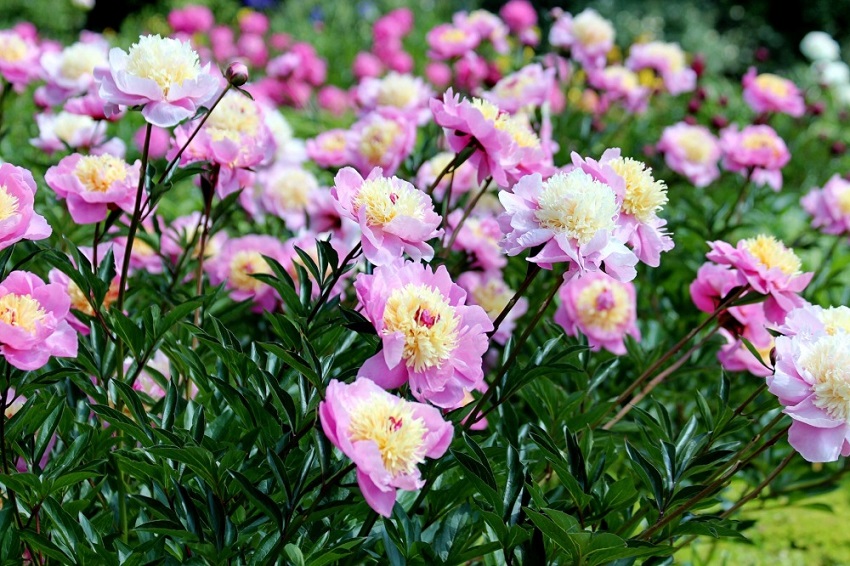 Where do Peonies Grow Best?