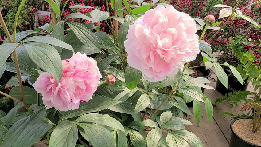 Where do Peonies Grow Best: Popular Peony Varieties for Your Garden