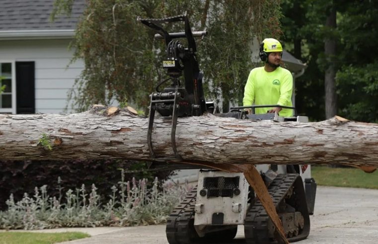 The Benefits of Professional Tree Removal – Why DIY Isn’t Always the Best Option
