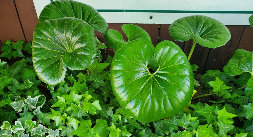 Planting Your Tractor Seat Plants