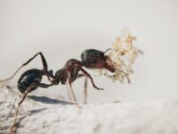 How Exterminators Provide Lasting Solutions