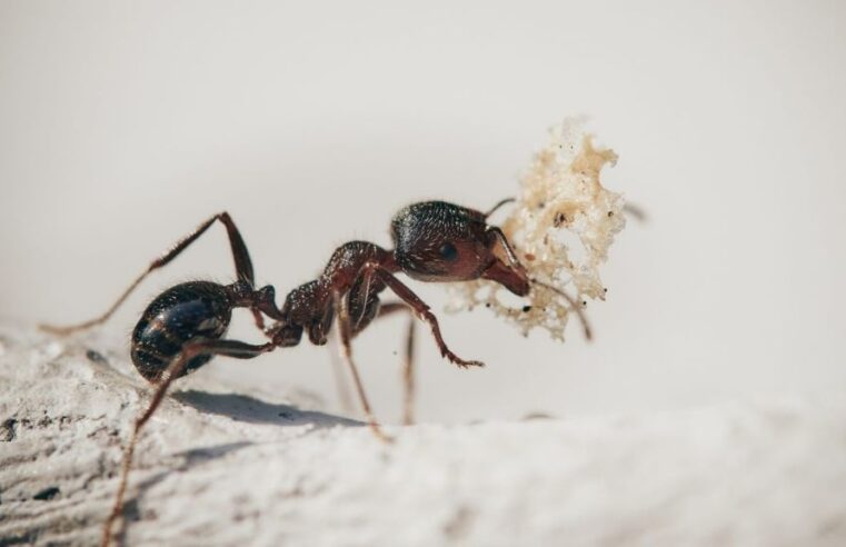 Why Ants Keep Coming Back and How Exterminators Provide Lasting Solutions