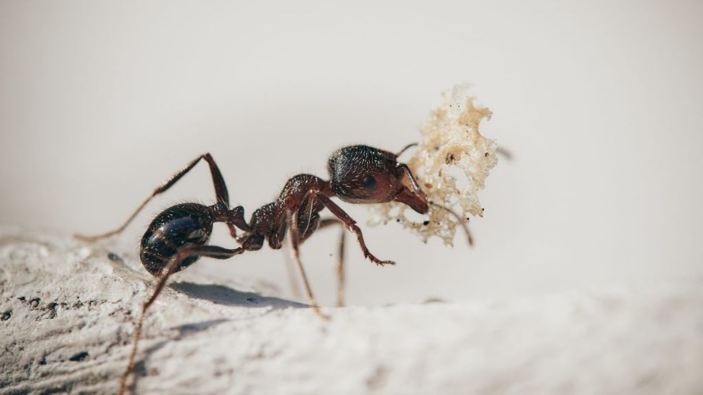 Why Ants Keep Coming Back and How Exterminators Provide Lasting Solutions