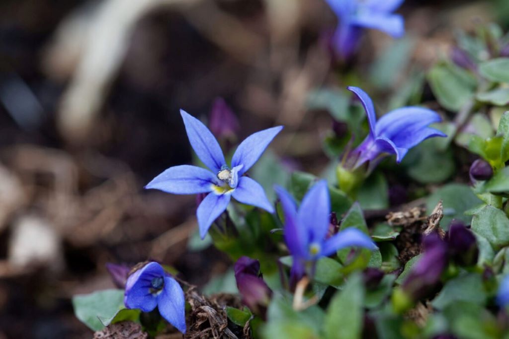 Blue Star Creeper Care Tips: How to Grow Blue Star Creeper