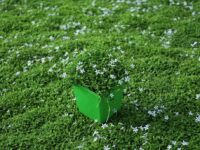 Using Blue Star Creeper As A Lawn