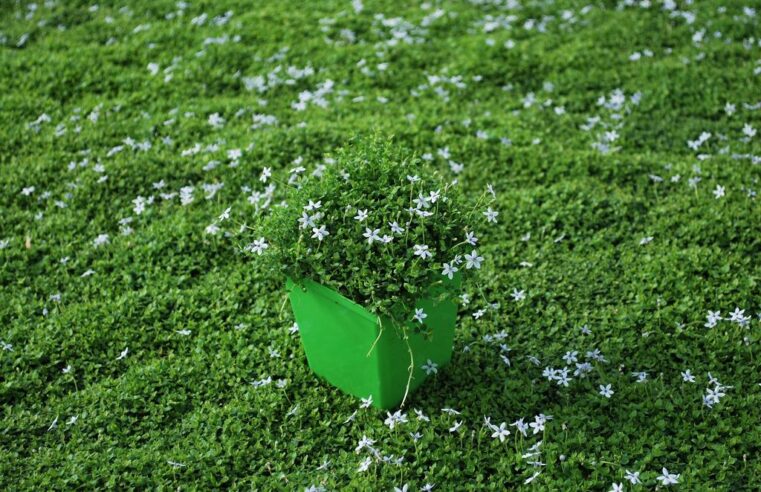 Creating an Eco-Friendly Lawn with Isotoma Blue Star Creeper