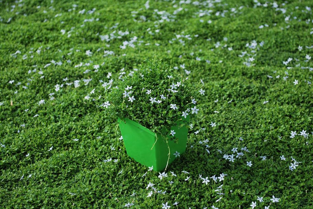 Creating an Eco-Friendly Lawn with Isotoma Blue Star Creeper