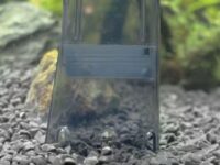 Gravel vacuum cleaning a freshwater aquarium with tropical fish and plants.