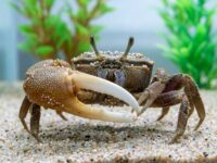 Healthy fiddler crab inside a balanced brackish aquarium