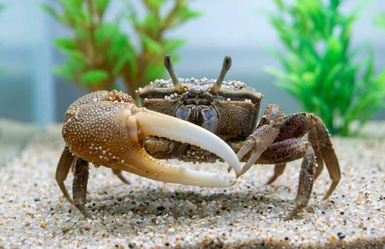 Why Fiddler Crabs Keep Dying in Houston, TX