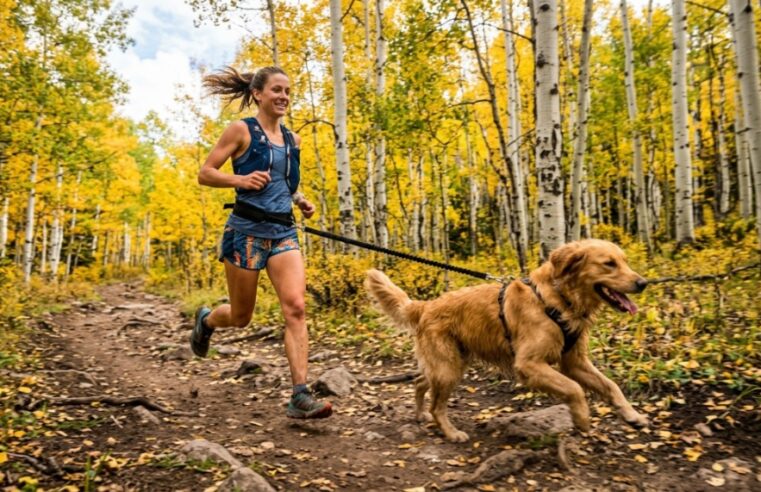 How to Choose Best Leashes in Colorado?