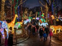 Colorful animal lanterns glowing along a night trail at the Bronx Zoo Holiday Lights 2026 festival
